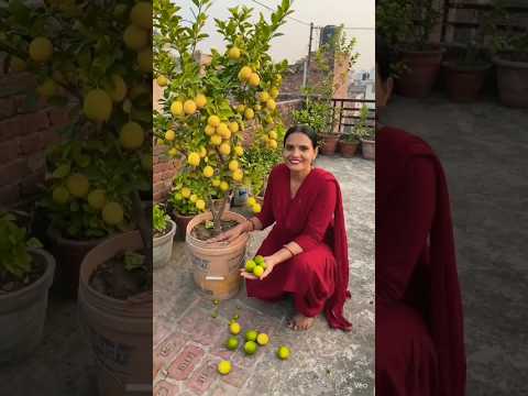नींबू के फल गिरने से कैसे रोकें? 🍋 #lakshyagarden #lemontree
