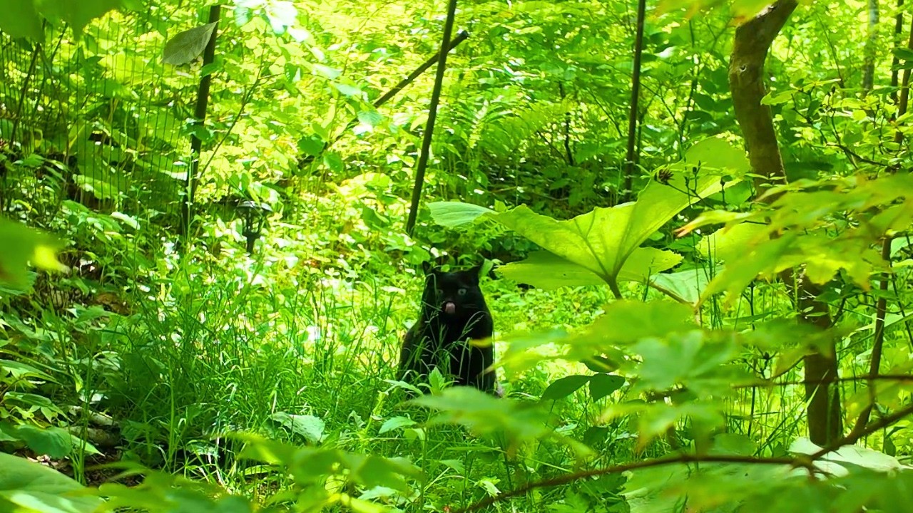 【日常vlog】捨てたくなる時期 / たけまるの体調【犬と猫と田舎暮らし】