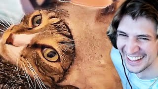 Xqc Actually Laughs At Unusual Memes V210