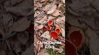 Первые весенние грибы в Подмосковье #shorts #shortvideo #грибы #саркосцифа #подмосковье
