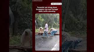 Torrential rain brings down Eucalyptus tree near Partagal Math; traffic stranding