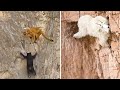 Mother Grizzly Bear Almost Lost Their Lives When TAKE DOWN Lion To Save Cub - Goat Escape From Cliff