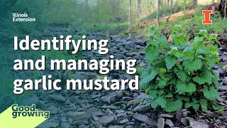 Identifying and managing garlic mustard | #GoodGrowing