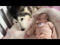 Adorable Husky Always Keeps My Baby Warm &amp; Protected With Love!😭.