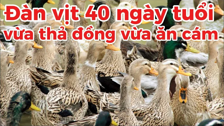 DUCK|MY DUCK🦆🐣|VIDEO TỔNG HỢP ĐÀN VỊT 40 NGÀY TUỔI GẦN XUẤT CHUỒNG  