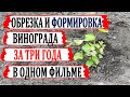 🍇 За 10 минут! Как обрезать и формировать виноград в 1й, 2й и 3й годы с объяснениями и комментариями