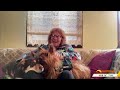 Australian Terrier puppy named after Sunrise presenter | Sunrise