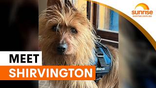 Australian Terrier puppy named after Sunrise presenter | Sunrise