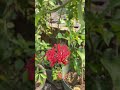 Mygardenflowers  viral new2023 youtubeshorts subscribe support thanks