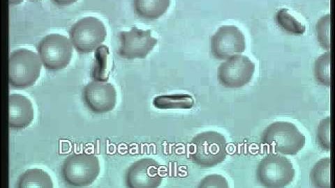 ZEISS Laser Capture Microdissection (LCM): Trap, move and sort cells with PALM MicroTweezers