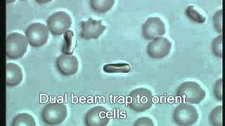 ZEISS Laser Capture Microdissection (LCM): Trap, move and sort cells with PALM MicroTweezers