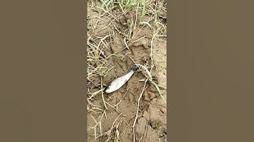 l helped the stranded fish back home (Toi da cuu con ca bi nac can) #fish #animals #rivew