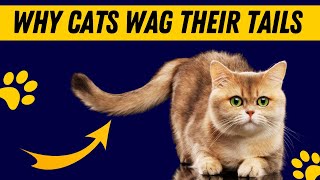 Why Do Cats Wag Their Tails