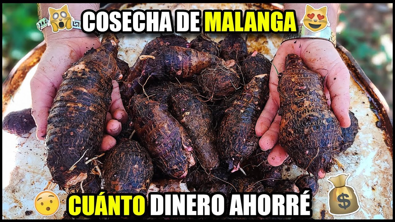 CUANTO DINERO AHORRÉ por SEMBRAR MALANGA. COSECHA DE YAUTIAS. LO QUE PASA EN LA CUBA REAL 2022.