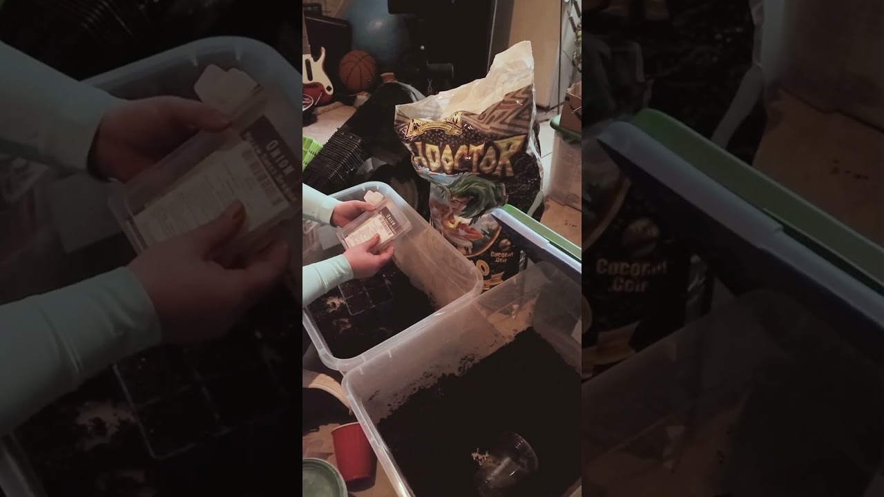 Как вырастить лук из семян в помещении, включая приготовление домашней смеси для рассады.