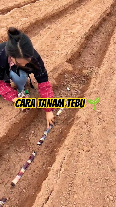Proses Menanam Tebu di Guangxi, China 🌱 #shorts #pertanian #tebu #cane #unik #tanaman