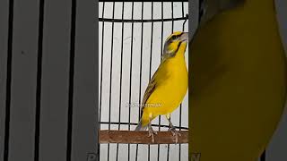 Mozambik Juara untuk pancingan Ngerol Narung - Suara Joss untuk burung kicau.