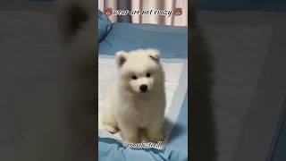 💪power of transformation video#wear#editing#trolledit☠️#petlover#animals#transformation
