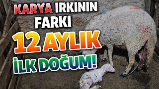 Karya Farkı Tam 12 Aylık Ilk Doğumunu Yaptı