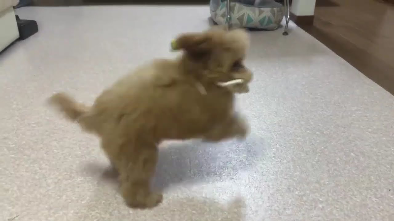 トイプードルの赤ちゃん