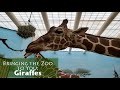 Bringing the Zoo to You: Giraffes