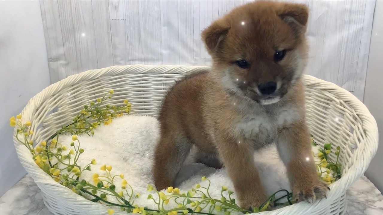 柴犬♂2603D0226 - YouTube