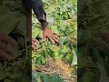 kheera ki kheti #funny #duet #comedy #grow #farming #fouryoupage #viralvideo #watch #kishan