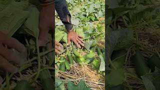 kheera ki kheti #funny #duet #comedy #grow #farming #fouryoupage #viralvideo #watch #kishan