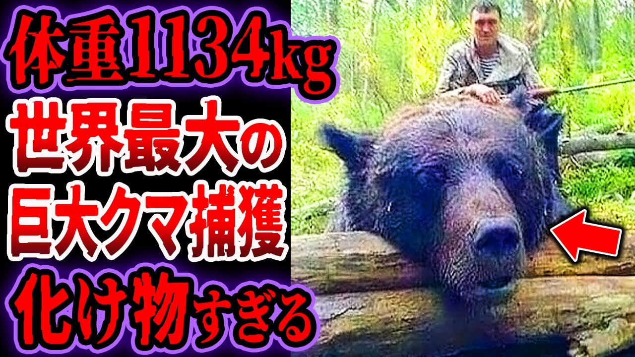 【世界最大】体重1134kgの超巨大クマを捕獲…実在した超巨大クマたちがヤバすぎる【ゆっくり解説】【巨大生物】 - YouTube