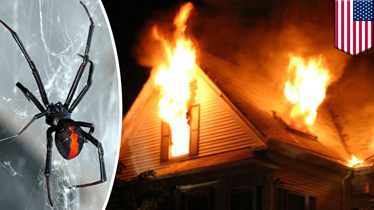 Man accidentally sets home on fire blowtorching spiders - TomoNews