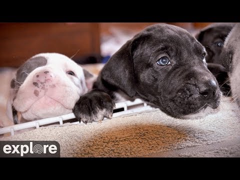 Great Danes Indoor Puppy Room - Service Dog Project powered by EXPLORE.org