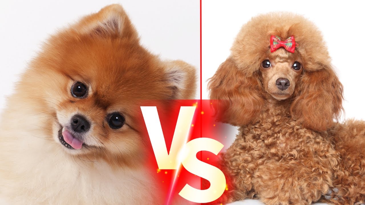 Pomeranian Vs Poodle Küçük Cins Köpekleri #pomeranian #poodle #köpek -  YouTube
