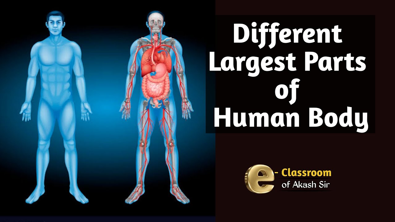 largest parts of human body YouTube