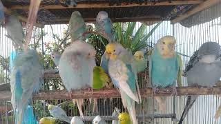 Peaceful Bird Sounds No Music Just Nature 🎧 #birds #parrot #birdslover #budgis #lovebirds #budgiega screenshot 3