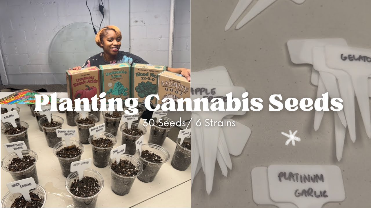 Setting Up Cannabis Grow— Super Soil and Seeds!!