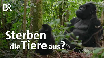 Wie viele Tierarten sind im Regenwald vom Aussterben bedroht?