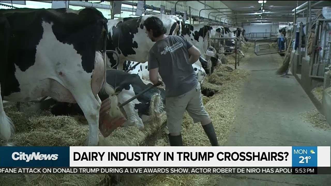 How Trump's threats on dairy could affect industry YouTube