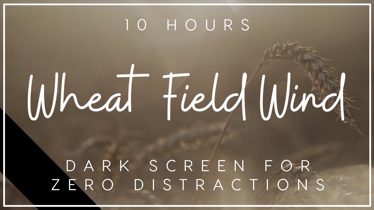 10 Hour Wheat Field Wind Black Screen | Relaxing Wind Sounds | Windy Field ASMR