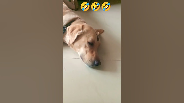 என்னை அடிச்சு விரட்டாம இருந்தா போதும் #dog#funny #shorts#subscribe 🙏❤️🙏