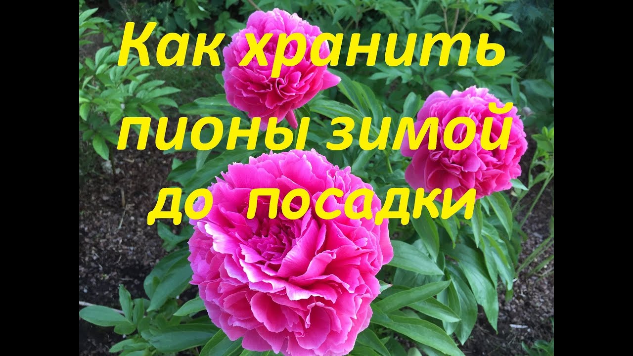 Как сохранить корень пиона до весны. Посадка пионов зимой. Как хранить пионы до посадки. Передержка пиона до высадки. Пионы как хранить до высадки в грунт.