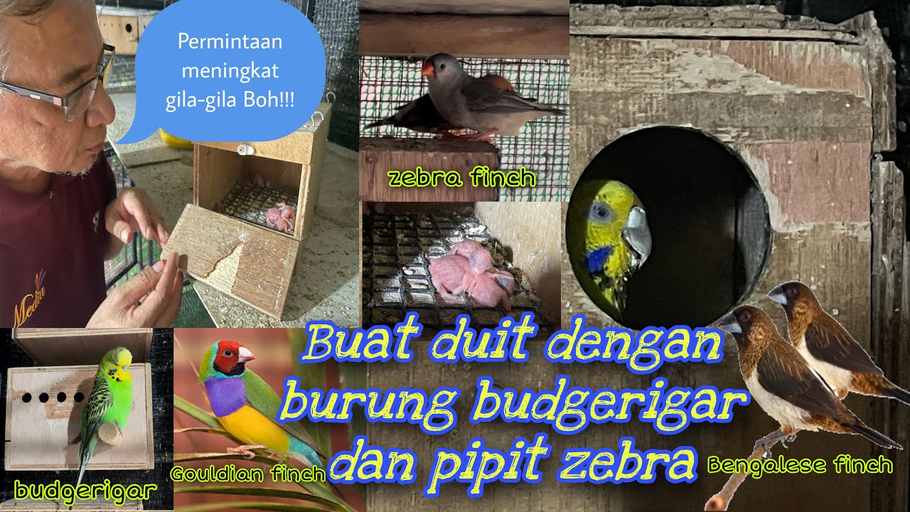 Cara mudah buat duit dengan ternak burung