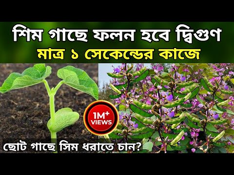 ভিডিও: শিমের স্যুপ কীভাবে তৈরি করা যায়