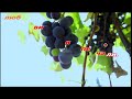 Караоке Виноградная косточка 