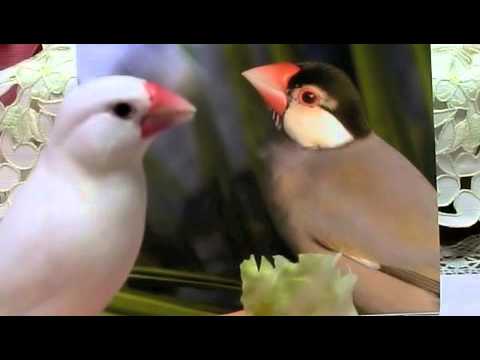 文鳥動画 Java sparrow 白文鳥ふーちゃんのプロポーズ大作戦？