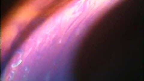 Discovering Color (clip)