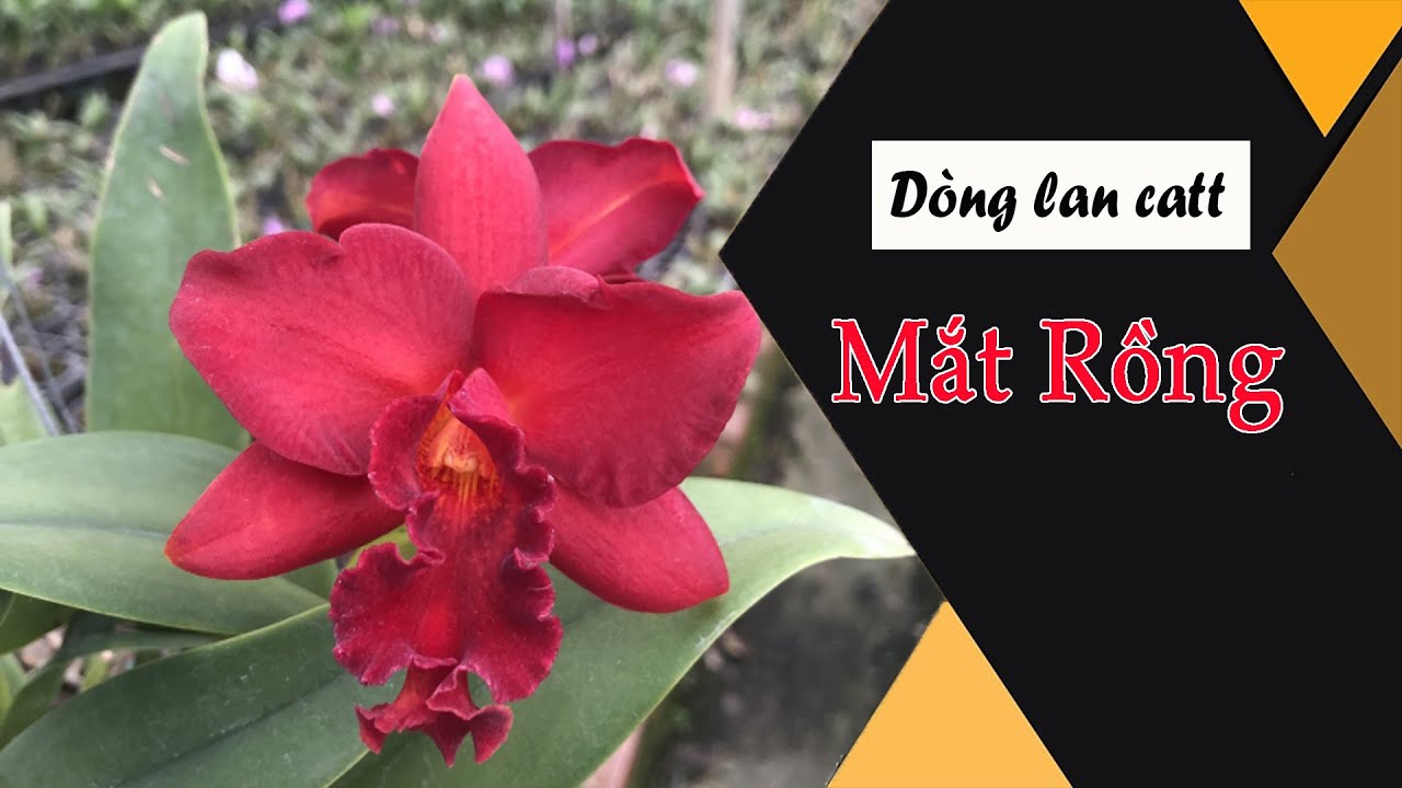 Dòng lan catt có hoa màu đỏ rực cực đẹp mang tên Mắc Rồng - thptnganamst.edu.vn