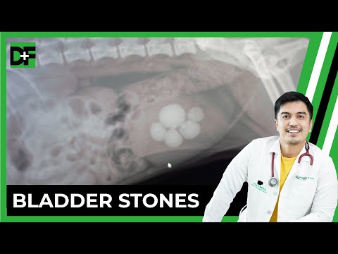 Video: Ureter Stones Sa Mga Aso