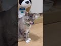 猫をびっくりさせようとしたら…"The cat had one more trick up its sleeve."