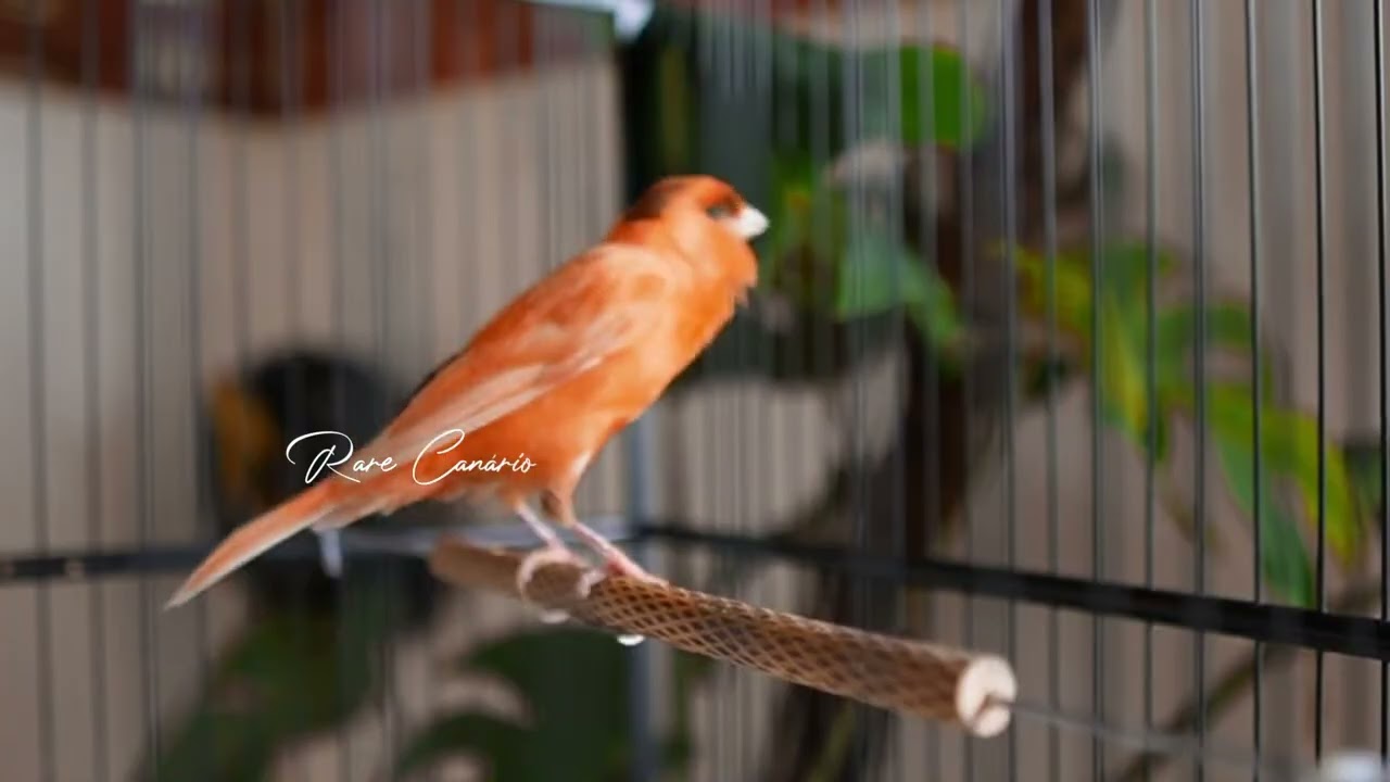 Raro canto canário. muito bom para o seu mestre canário  HD  - Rare Canário