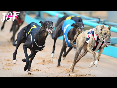 Greyhound racing Ireland  - Dog race